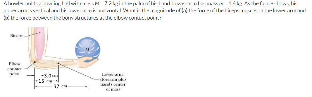 A bowler holds a bowling ball with mass M = 7.2 kg in the palm of his hand. Lower arm has mass m = 1.6 kg. As the figure shows, his upper arm is vertical and his lower arm is horizontal. What is the magnitude of (a) the force of the biceps muscle on the lower arm and (b) the force between the bony structures at the elbow contact point?