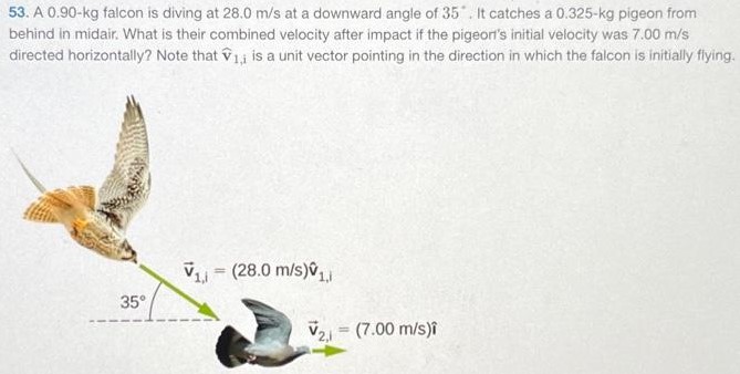 A 0.90−kg falcon is diving at 28.0 m/s at a downward angle of 35∘. It catches a 0.325−kg pigeon from behind in midair. What is their combined velocity after impact if the pigeor's initial velocity was 7.00 m/s directed horizontally? Note that v^1,i is a unit vector pointing in the direction in which the falcon is initially flying. 