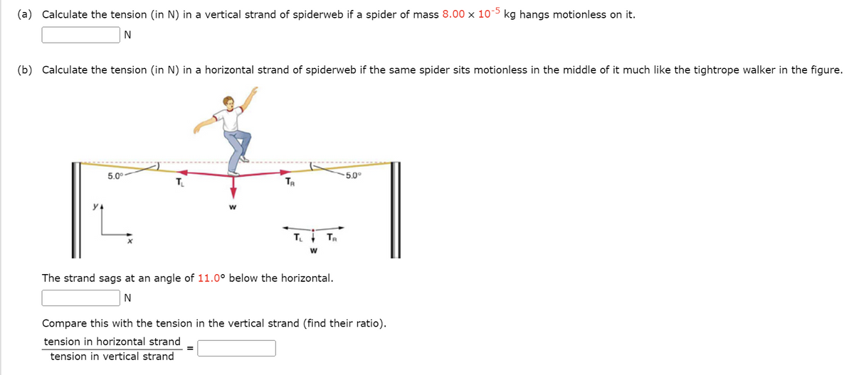 (a) Calculate the tension (in N) in a vertical strand of spiderweb if a spider of mass 8.00×10−5 kg hangs motionless on it. N (b) Calculate the tension (in N) in a horizontal strand of spiderweb if the same spider sits motionless in the middle of it much like the tightrope walker in the figure. The strand sags at an angle of 11.0∘ below the horizontal. N Compare this with the tension in the vertical strand (find their ratio). tension in horizontal strand tension in horizontal strand =