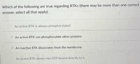 Which of the following are true regarding RTKs (there may be more than one correct answer, select all that apply). An active RTK is always phosphorylated An active RTK can phosphorylate other proteins An inactive RTK dissociates from the membrane An active RTK always has GTP bound directly to it